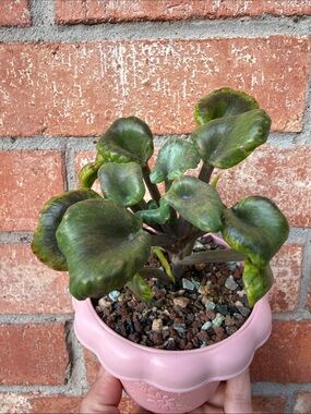Extremely Rare & Exotic Live Succulent Plant in pot “Kalanchoe Angel Trumpet”